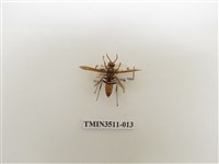 藏品(日本長腳蜂)的圖片